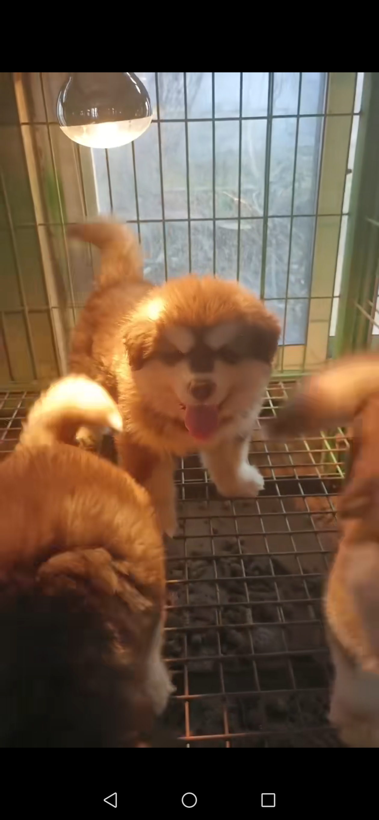 精品阿拉斯加，三个多月疫苗齐全